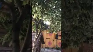 14 августта Асаф абый Валиев, Казандагы Туган Авылымда Башкорт шагыйр Рамил Чурагулов кичэсе  чыгышы