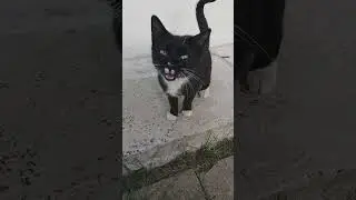 бездомный кот