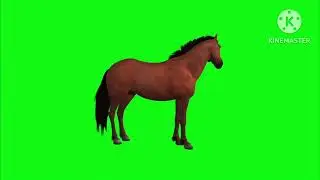 HORSE green screen | no copyright | 100% copyright FREE GREEN SCREEN