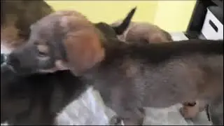 Малышам нужна помощь на лечение! Щеночки еще остаются в клинике!! #щенок #помощь #спасисобаку
