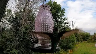 September hummingbirds