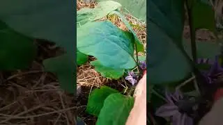 Баклажаны красавцы 🍆👌❤️ 