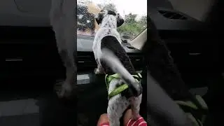 Chuchu Looking for Mama