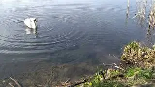 Недружелюбний цуцик...