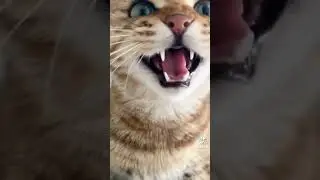мяу