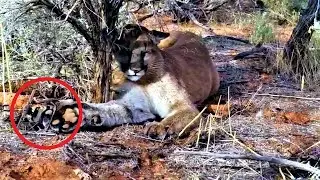 Puma Got Caught in a Trap. Just Take a Look at Who Came to Help the Wild Animal! It’s Incredible!