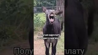 Большая зарплата. #pet #животные #мем #animal #animals #юмор #анекдоты #анекдот #мемныеживотные