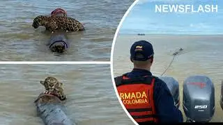 Exhausted Jaguar On The Verge Of Drowning In The Middle Of A River Is Saved By Navy