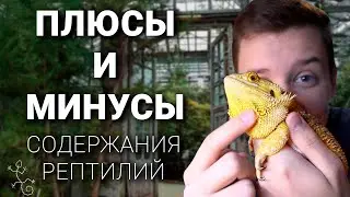 The Pros and Cons of Keeping Reptiles | Feeding My Dragon Lettuce