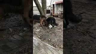 И тут я поняла, что перед этим они были очень чистыми 😂😂🙈🙈