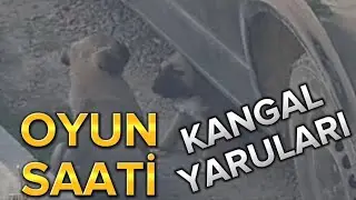 KANGAL YARULARI BU HALLERİ BİLE ÜRKÜTÜCÜ..