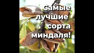 Самые лучшие сорта миндаля!