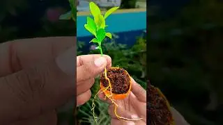 How to grow orange tree from seed || Fast & easy way