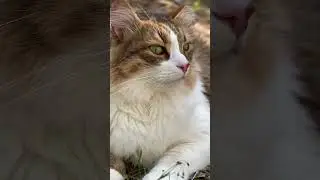 Гуляем с котом в лесу, попутно выбираем мебель 🛋️ 😁🐱