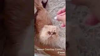 Tsetsi’s Himalayan Cat Sambo