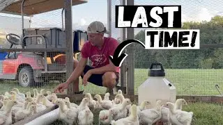 My Least-Favorite 'Favorite' Job on the Farm!