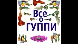All about GUPPY fish (Poecilia reticulata).