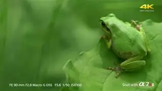 Sony Alpha 7s 4K movie XAVCS 100 Mbps