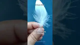What Makes Duck Feathers Waterproof?