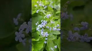 ВЕСНА #nature #travel #viral #flowers
