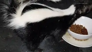 Two skunks on my porch!