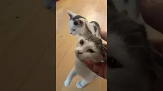 Day 31: Rainbow, Cherry, Mango (Foster Kittens)