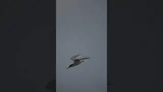 Little tern dives down looking for a fish. Did it succeed??#shorts #youtubeshorts #birds #wildlife