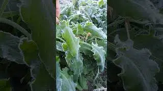 🌬🥶🌱🧊❄️
