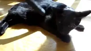 Пылесоса не боюсь