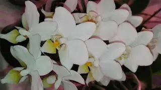 Мини Фаленопсис, цветонос из точки роста, растит детку