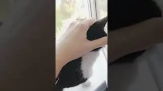 дурища напугала кота
