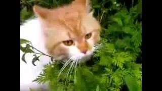 опасный котик