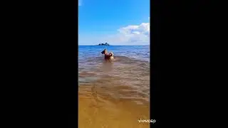 Історія нашого Боні з приюту 😅😂😂#dog #fannyvideo #пес #собака #смішнітварини #смішнодосліз