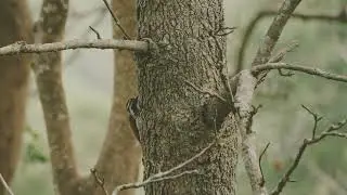 Wildlife in Jungles of Karnataka - 4K