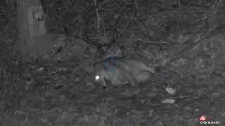 Coyote head shot