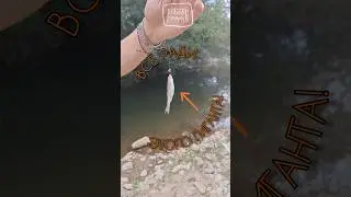 РЫБАЛКА В ГОРАХ! 