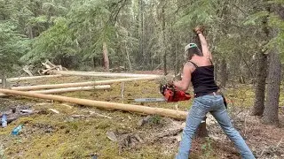 Harvesting trees for a log cabin SOLO. Deep dive.