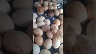 ЧУЧАХОИ ФУРУШИ. ВИДЕО АЗ КАНАЛИ ДЖОМИ ТВ @user-ut8jw9ul9f