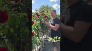 Потрясающая Флорибунда на Штамбе #розыартема #уходзарозами #штамбовыерозы