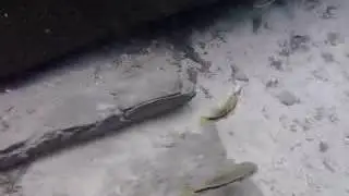 vista bajo el agua