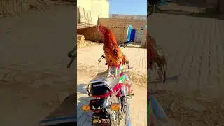 Peela MashaALLAH 
