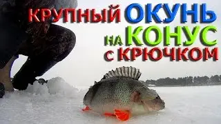 Winter fishing. Large PERCH on a CONE with a hook.