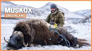 Bowhunting Muskox in Greenland | Arctic Hunt for an Ice Age Giant
