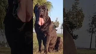 GIANT KING / CANE CORSO 