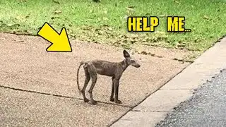 The bald creature wandered around the city and frightened the residents