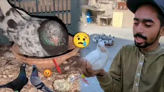 Pkra Hua Gola Kabootar Azad Kia Bhag Gea😢 || Zalim Zeera Na Kala Ka Baby Mar Dea😡. #itspigeonlover