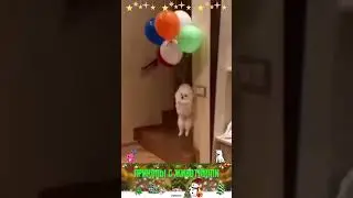 приколы с животными , смешные моменты , коты и собаки  , смех до слез 