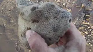 Porifera fossil sponge Shout out for channel: Metiar Mendesa https://www.youtube.com/@MetiarMendesah