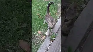 Cute Kittens Here🐱💕