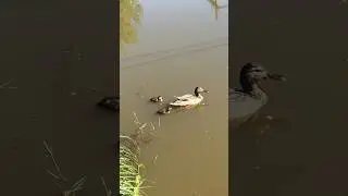 Утята